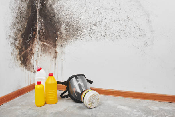 Best Mold Damage Repair  in Easton, CA