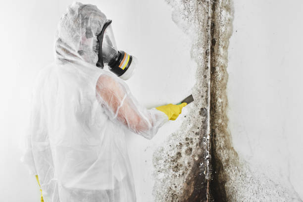 Easton, CA Mold Removal Company
