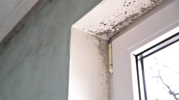 Mold Removal Process in Easton, CA