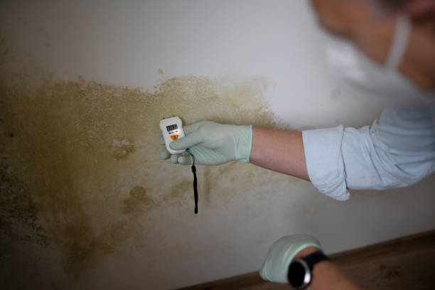 Best Local Mold Removal Service  in Easton, CA
