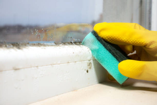 Best Mold Removal Company Near Me  in Easton, CA
