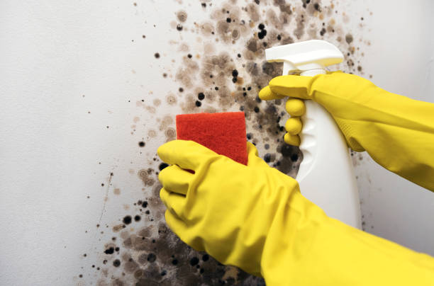 Best Mold Testing  in Easton, CA
