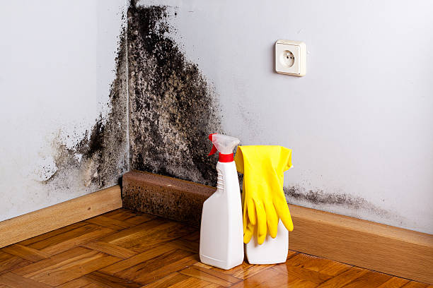 Best Mold Remediation  in Easton, CA