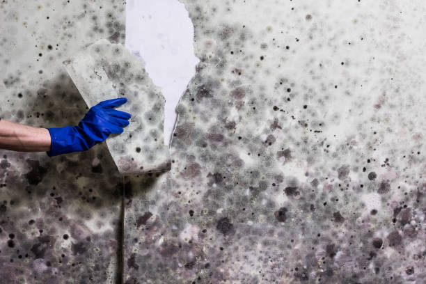 Best Fast Mold Removal  in Easton, CA