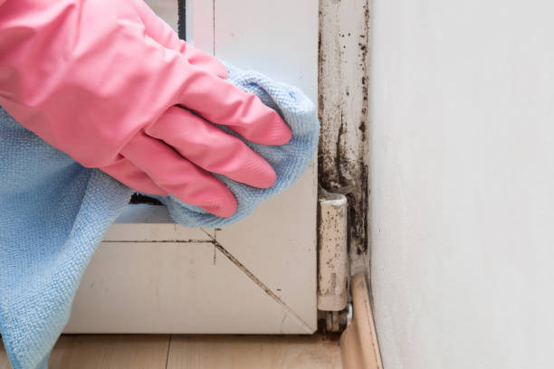 Best Affordable Mold Removal  in Easton, CA