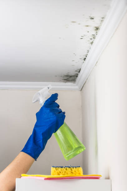 Best Office Mold Removal Services  in Easton, CA