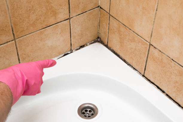 Best Best Mold Removal Companies  in Easton, CA
